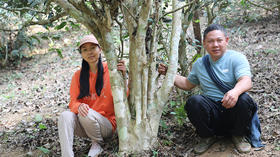 2023年第8季茶山行｜日记3：白花繁盛，山路十八弯，再探弯弓国有林古茶园