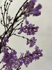 【等待爱情】丁香花  紫色  若干枝/扎 商品缩略图5