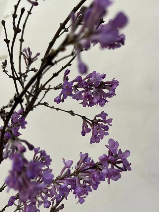 【等待爱情】丁香花  紫色  若干枝/扎 商品图5