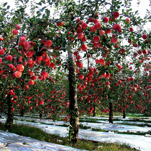 美域高上花塬有机果园 苹果树认养 专属 商品图3