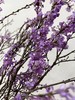 【等待爱情】丁香花  紫色  若干枝/扎 商品缩略图8