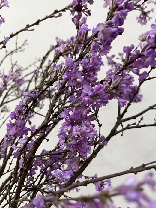 【等待爱情】丁香花  紫色  若干枝/扎 商品图8