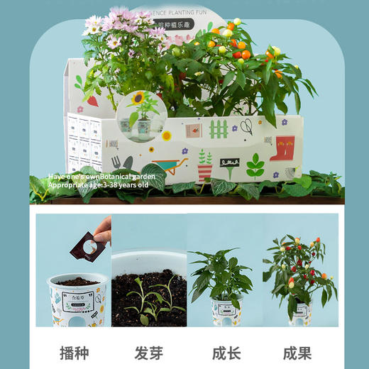 儿童种植小盆栽 小小植物园 向日葵番茄水果玉米植物绿植种子小花农 商品图3