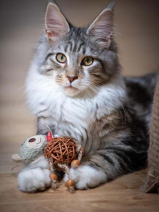 GiGwi贵为宠物用品 商品图2