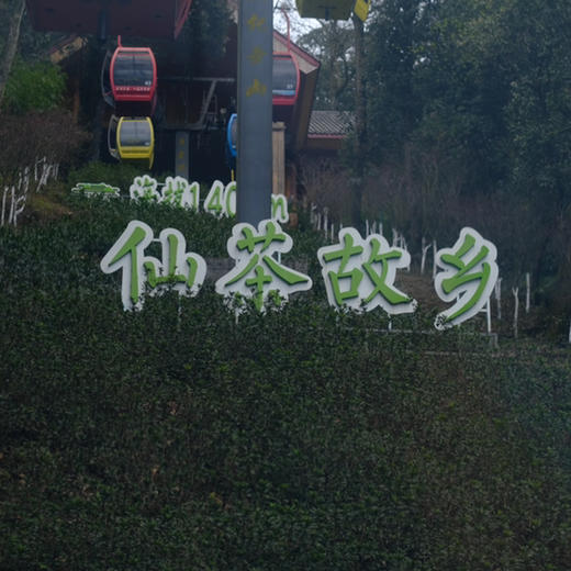 【2026头茬蒙顶甘露】非遗传承人魏老师私茶，国家地标产品，非市面流通货， 五代非遗传承，手工烘焙温性绿茶 商品图11