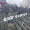【2026头茬蒙顶甘露】非遗传承人魏老师私茶，国家地标产品，非市面流通货， 五代非遗传承，手工烘焙温性绿茶 商品缩略图12