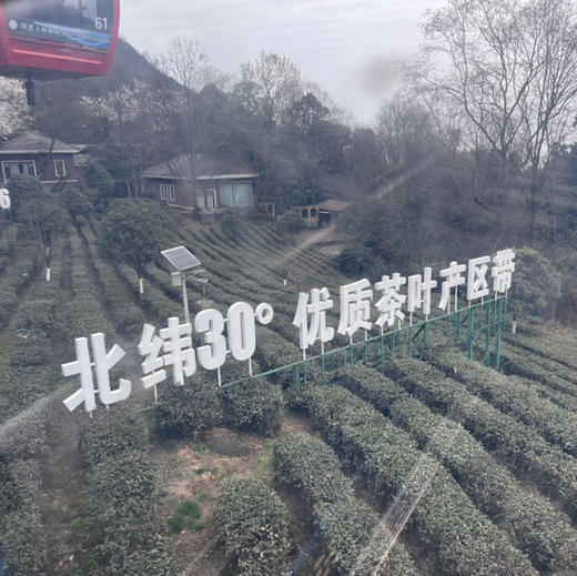 【2026头茬蒙顶甘露】非遗传承人魏老师私茶，国家地标产品，非市面流通货， 五代非遗传承，手工烘焙温性绿茶 商品图12