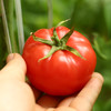 柿愿 西红柿 自然成熟可生吃水果  清甜入口 营养多汁 商品缩略图0