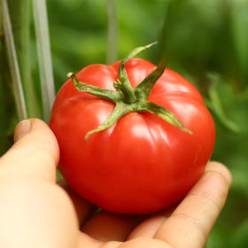 柿愿 西红柿 自然成熟可生吃水果  清甜入口 营养多汁