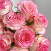 【秒杀福利】玫瑰-爱莎 20枝/扎 商品缩略图1