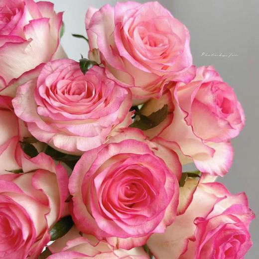 【秒杀福利】玫瑰-爱莎 20枝/扎 商品图1