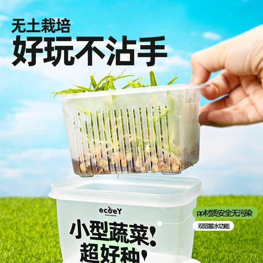 【好种好玩又好吃】水培发芽植物菜菜盒 儿童种植小盆裁生长现察花农幼儿园绿植小学生蔬菜盒 商品图1