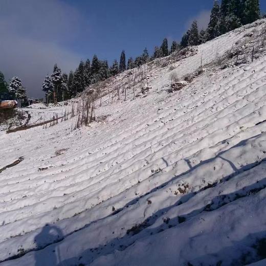 【山界•好物】四川宝兴县 雪山有机 糯山药  生态种植  香糯细腻 非常甜 商品图2
