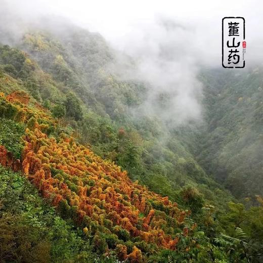 【山界•好物】四川宝兴县 雪山有机 糯山药  生态种植  香糯细腻 非常甜 商品图7