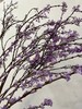 【等待爱情】丁香花  紫色  若干枝/扎 商品缩略图6