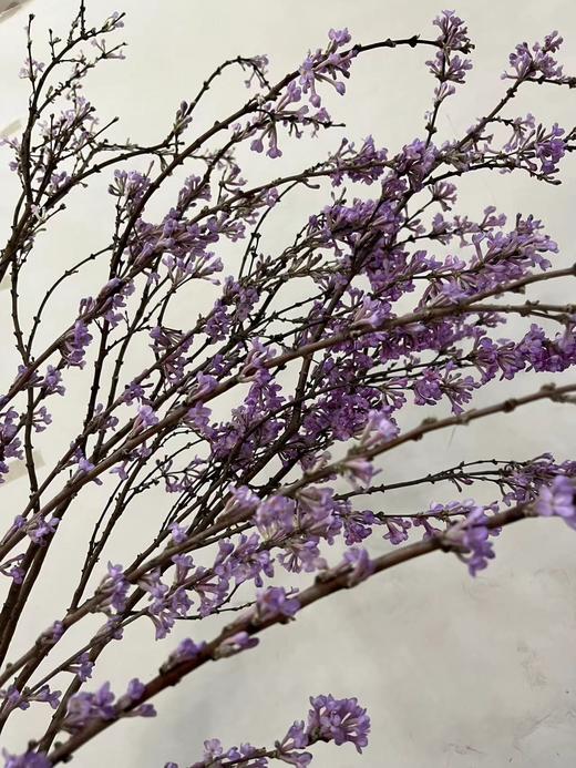 【等待爱情】丁香花  紫色  若干枝/扎 商品图6
