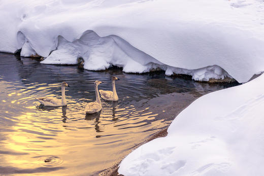 新疆行—冰雪奇缘 ：伊犁天鹅泉、赛里木湖蓝冰、冰雪童话-喀纳斯、禾木7-14天 商品图0