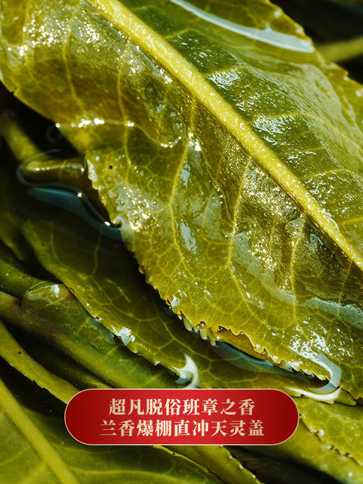 【新班章】茶农联合出品保真保纯普洱茶生茶勐海茶区新班章古茶500年以上单株级用料357克/饼 商品图3