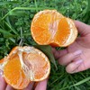新品🔥 明日见柑橘🍊清香爽口、9分甜带一点果酸、个头不大 果径(60-80mm)左右 商品缩略图4