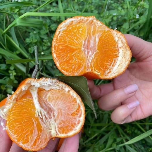 新品🔥 明日见柑橘🍊清香爽口、9分甜带一点果酸、个头不大 果径(60-80mm)左右 商品图4