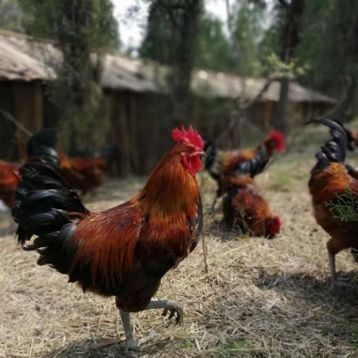 有机跑山鸡，山林散养，有机认证，品质安心，可选公鸡母鸡可代切割，顺丰陆运包邮 商品图12