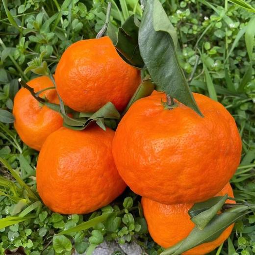 新品🔥 明日见柑橘🍊清香爽口、9分甜带一点果酸、个头不大 果径(60-80mm)左右 商品图5