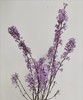 【等待爱情】丁香花  紫色  若干枝/扎 商品缩略图3