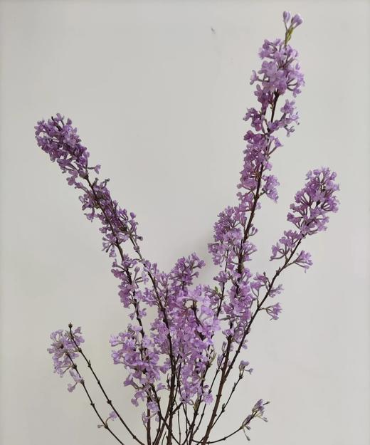 【等待爱情】丁香花  紫色  若干枝/扎 商品图3