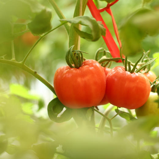 柿愿 西红柿 自然成熟可生吃水果  清甜入口 营养多汁 商品图1