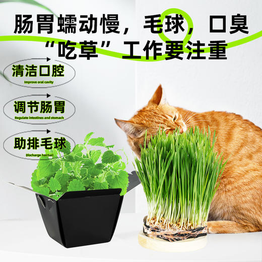 猫草栽培麦草薄荷小盆栽可食用种子植物儿童种植观察种花花农绿植 商品图2