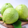 【产地直发】海南奶油芭乐 白心番石榴3/5/8斤精选-GP 商品缩略图2