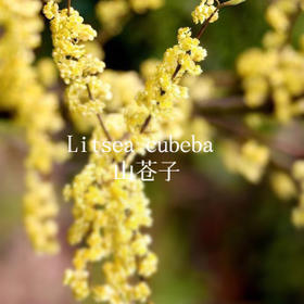 山苍子——岭南第一药花|植物小课堂031