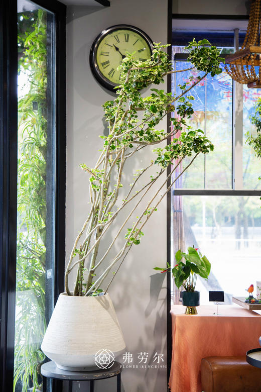 圆锥盆-花叶福禄桐 商品图0