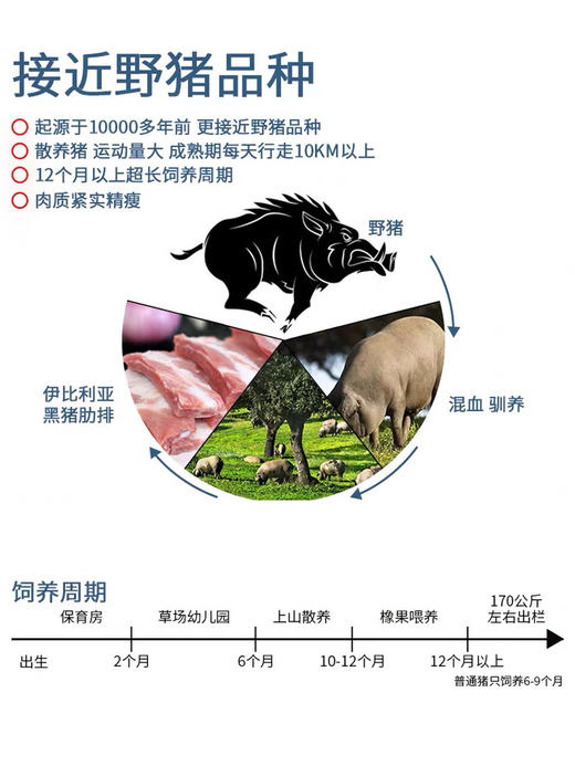大黄鲜森伊比利亚黑猪肋排进口冷冻新鲜猪排扇子骨猪排骨500g*3包 商品图3