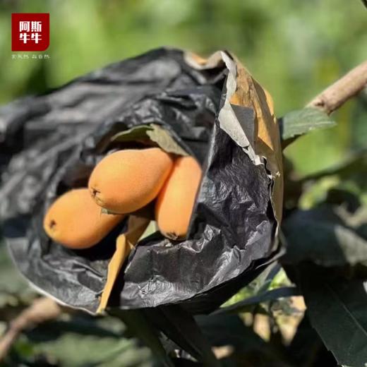 【早春清甜】米易大五星枇杷，初春即尝 皮薄肉多 清甜多汁 商品图1