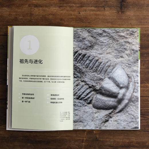 昆虫：古老的地球zhi王，300余幅照片、手绘图、信息图 回溯亿万年的昆虫演化史 昆虫小百科 科普图书 商品图3