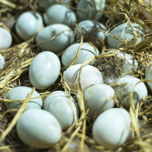 成都非遗黄金皮蛋/无铅工艺 商品图11