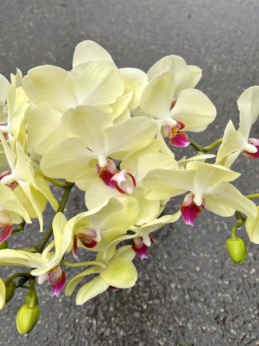 国产花材-【小家碧玉】蝴蝶兰 商品图0