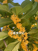 干桂花 桂花茶 35g 商品缩略图8