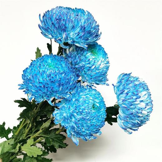 丰岛牡丹菊-碎冰蓝 商品图0