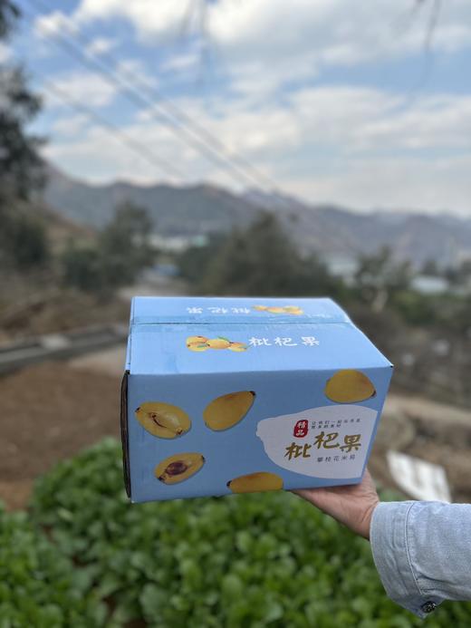 【云燕优品】正宗攀枝花早钟甜枇杷❗️3斤/5斤装顺丰包邮 商品图6