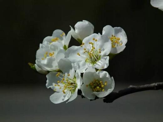 花花世界 山水桂林:  ——广西桂林、万亩梨花、千亩桃花、萝卜花海、漓江渔火、遇龙河、黄姚古镇、相公山4—7天摄影团 商品图2