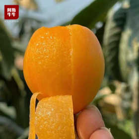 2026 米易早春枇杷 当季鲜果 现摘现发