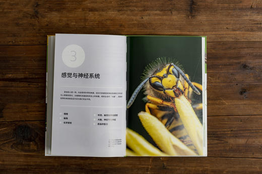昆虫：古老的地球zhi王，300余幅照片、手绘图、信息图 回溯亿万年的昆虫演化史 昆虫小百科 科普图书 商品图7