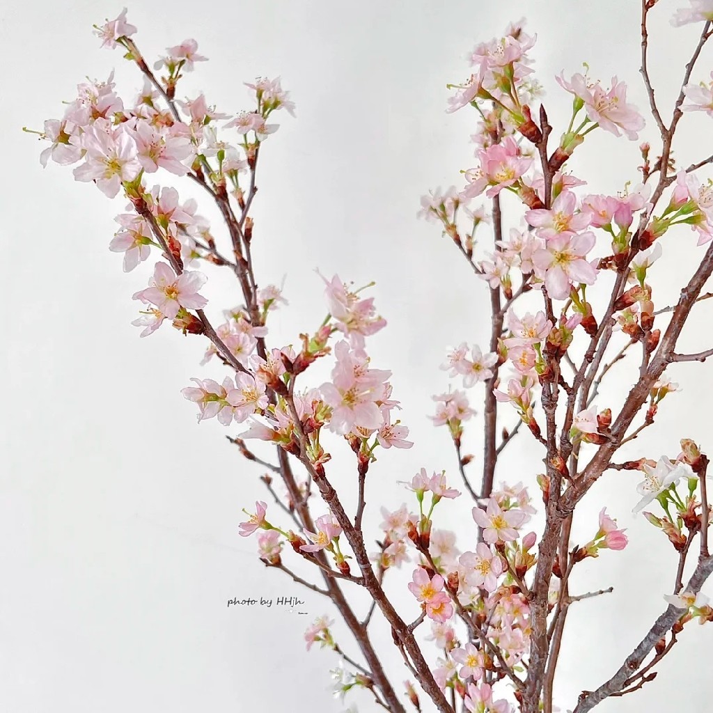 配花-樱花-粉色-2支