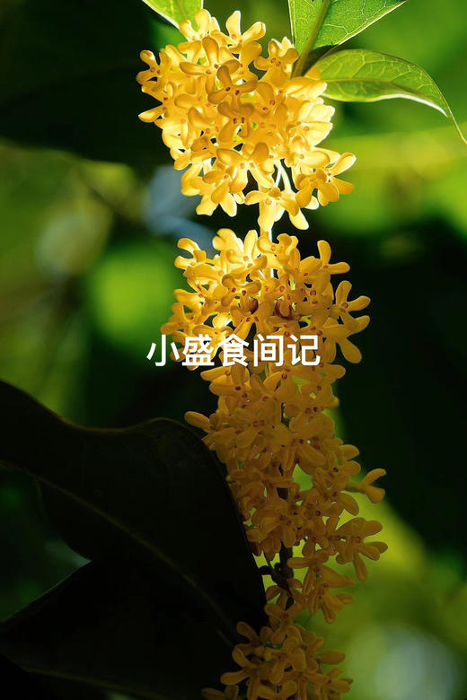干桂花 桂花茶 35g 商品图9