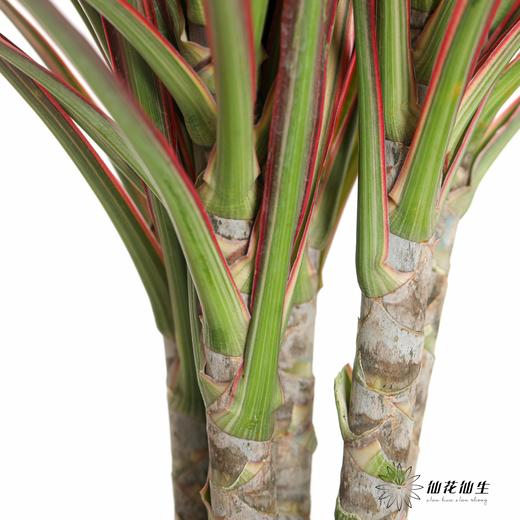 叶材 | 七彩铁 商品图1