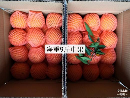 秭归伦晚甜橙9斤中果（28个左右） 商品图1