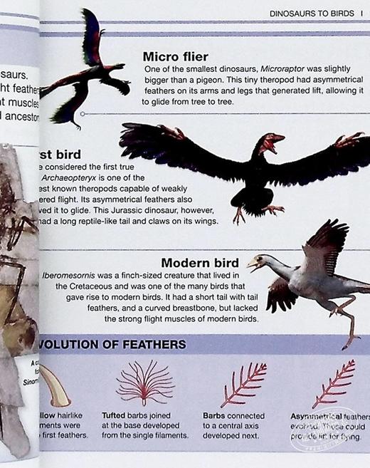 【中商原版】DK目击者口袋系列 恐龙	Pocket Eyewitness Dinosaurs	英文原版 DK百科 史前世界 恐龙指南 商品图7