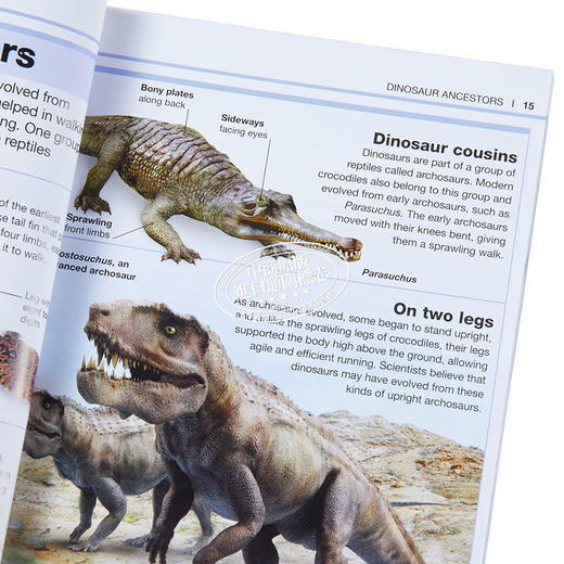 【中商原版】DK目击者口袋系列 恐龙	Pocket Eyewitness Dinosaurs	英文原版 DK百科 史前世界 恐龙指南 商品图3